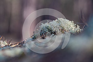 Moss, lichens in a pine forest, Forest massif at Carcans Plage, pine forest near Lacanau, on the French Atlantic coast