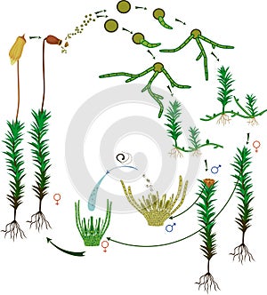 Moss life cycle. Diagram of a life cycle of a Common haircap moss photo