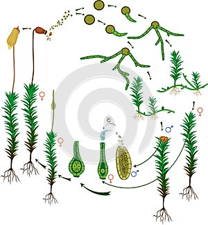 Moss life cycle. Diagram of life cycle of Common haircap moss Polytrichum commune