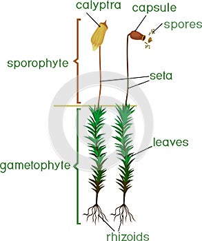 Moss life cycle. Diagram of life cycle of Common haircap moss Polytrichum commune