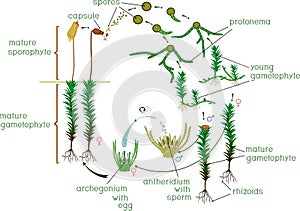 Moss life cycle. Diagram of life cycle of Common haircap moss Polytrichum commune