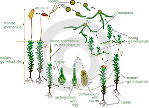 Moss life cycle. Diagram of life cycle of Common haircap moss Polytrichum commune