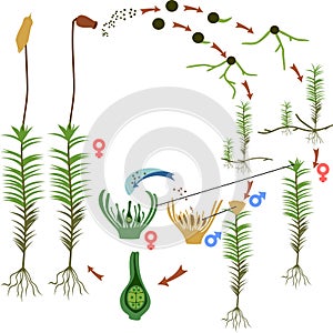 Moss life cycle. Diagram of life cycle of Common haircap moss Polytrichum commune