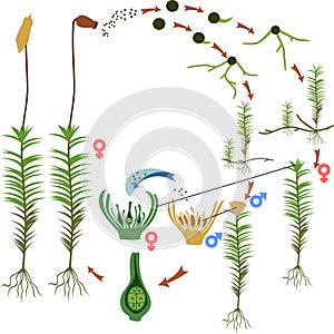 Moss life cycle. Diagram of life cycle of Common haircap moss Polytrichum commune photo