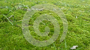 Moss litter appears from under the snow in early spring