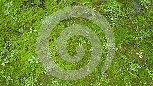 Moss litter appears from under the snow in early spring