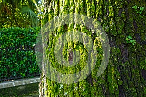 Moss on a Live Oak tree