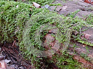 Moss On Log