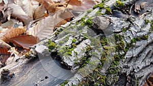 Moss on Log