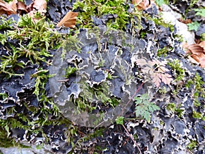 Moss and lychen on a tree.