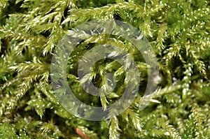 Moss Macro