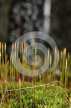 Moss Macro