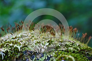 Moss macro in forest Doi Luang Chiang Dao