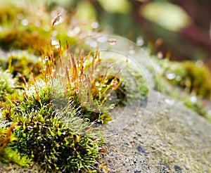 Moss macro look