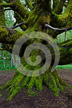 Moss on maple tree trunk in a rain forest