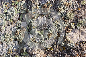 moss and mildew covered stone in rocky area