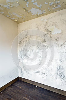 Moss and Mold spots on the ceiling on wall