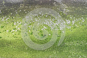 Moss and mold on the wall