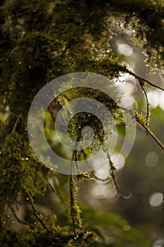 Moss in Monteverde Cloud Forest, Costa Rica