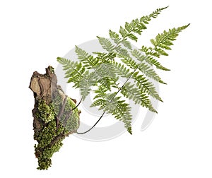 Moss or Mosses on a pine bark, Green moss on a tree bark isolated on white background, with clipping path