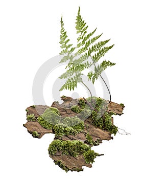 Moss or Mosses on a pine bark, Green moss on a tree bark isolated on white background, with clipping path