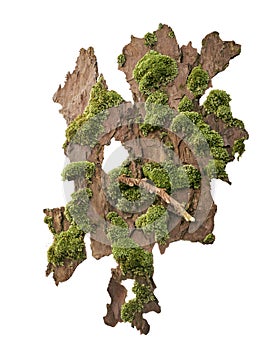 Moss or Mosses on a pine bark, Green moss on a tree bark isolated on white background, with clipping path