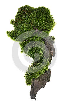 Moss or Mosses on a pine bark, Green moss on a tree bark isolated on white background, with clipping path