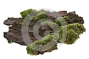 Moss or Mosses on a pine bark, Green moss on a tree bark isolated on white background, with clipping pathMoss or Mosses on a pine