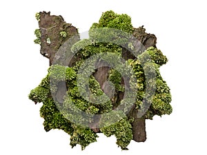 Moss or Mosses on a pine bark, Green moss on a tree bark isolated on white background, with clipping pathMoss or Mosses on a pine