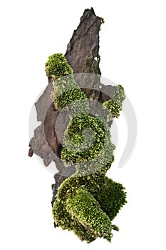 Moss or Mosses on a pine bark, Green moss on a tree bark isolated on white background, with clipping path