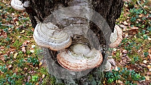 Moss mushroom on birch