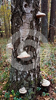 Moss mushroom on birch