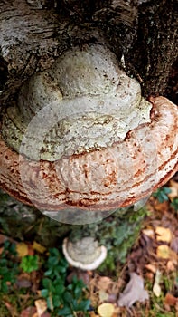 Moss mushroom on birch, close-up