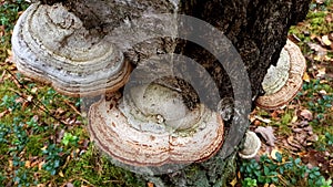Moss mushroom close-up