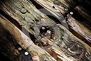 Moss and nails on decay wood