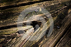 Moss and nails on decay wood