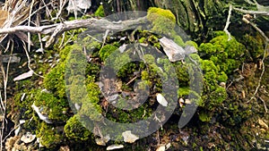 Moss near the tree roots on the soil surface