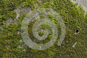 Moss on the northern wall