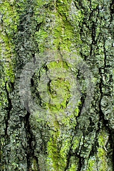 Moss on oak