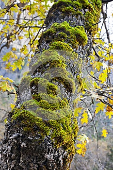 Moss on Oak Tree