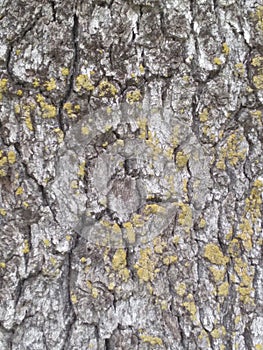 Moss on an oak tree bark close up