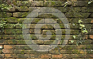 Moss on old brick wall