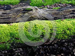 Moss on old dead tree trunks in the forest in autumn