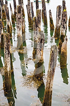 Moss on Old Pilings