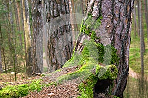 Moss on old pine trunk