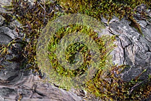 moss on old tree closeup selective focus