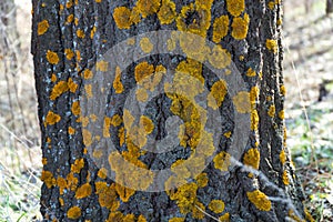 Moss on the old of the tree trunk