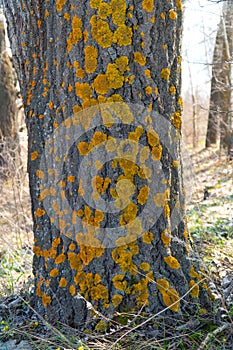 Moss on the old of the tree trunk