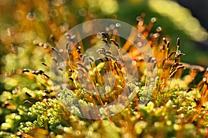 Moss on an old tree trunk in an old forest.