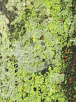 Moss on the old trunk